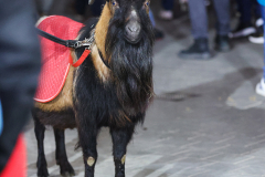 fc_darmstadt_2425_001a